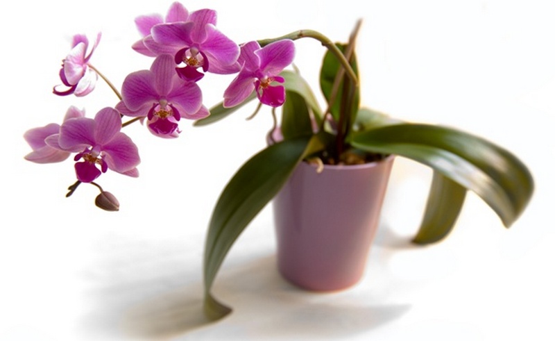 Ухаживаем правильно за орхидеями