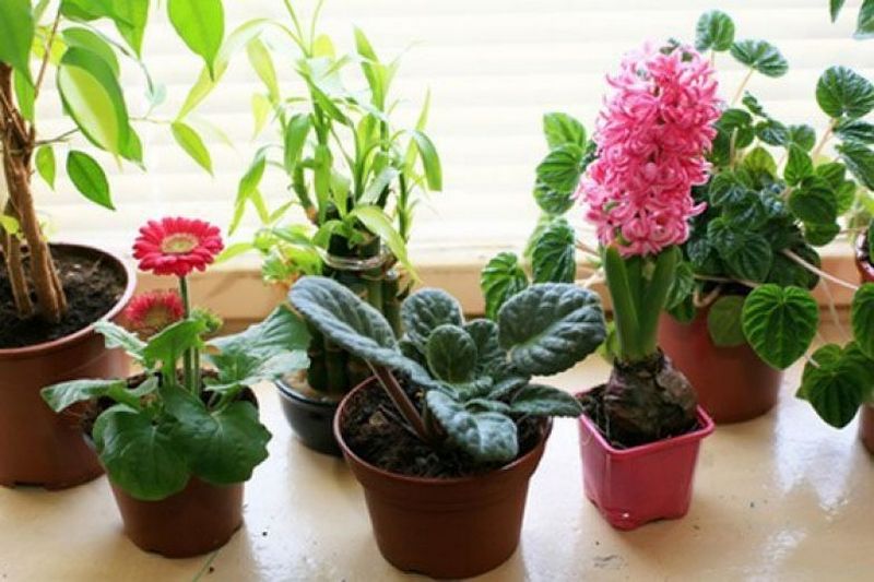 6 комнатных растений, которые необходимы, если в квартире есть курильщик