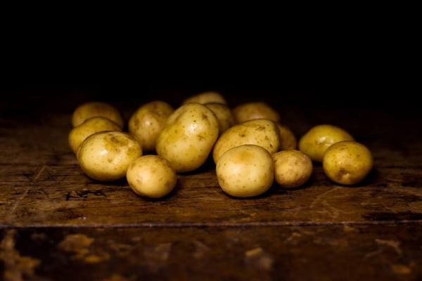 Израильские ученые вырастили светящийся картофель
