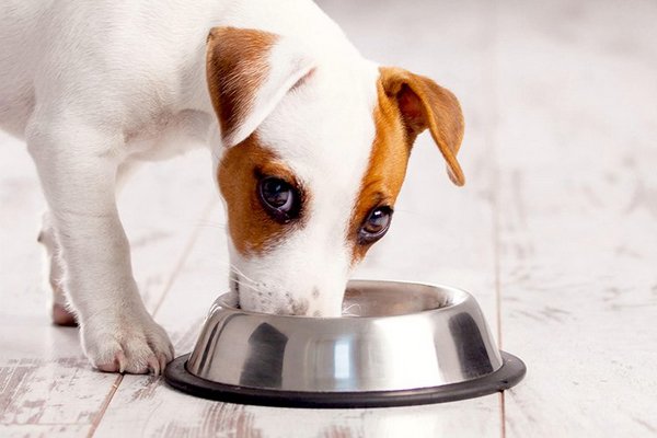 Отличия лечебного корма для собак от диетического