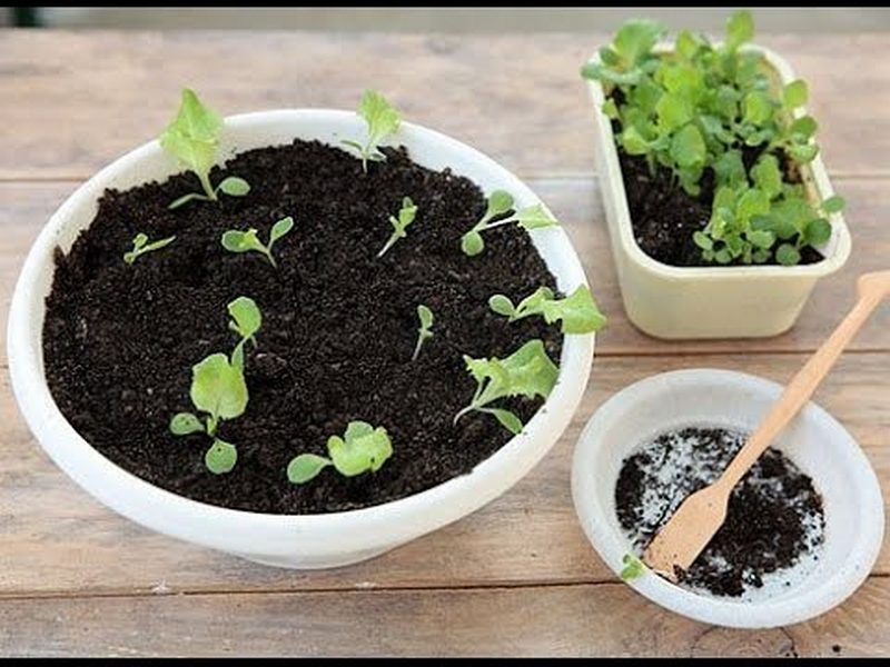 Уход и размножение комнатных растений семенами.