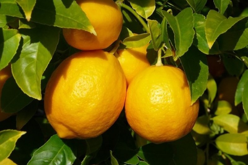 Что мы должны знать о лимонах