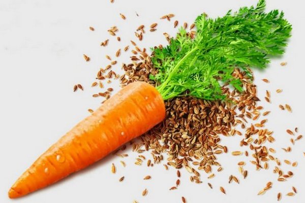 Как готовят семена моркови?