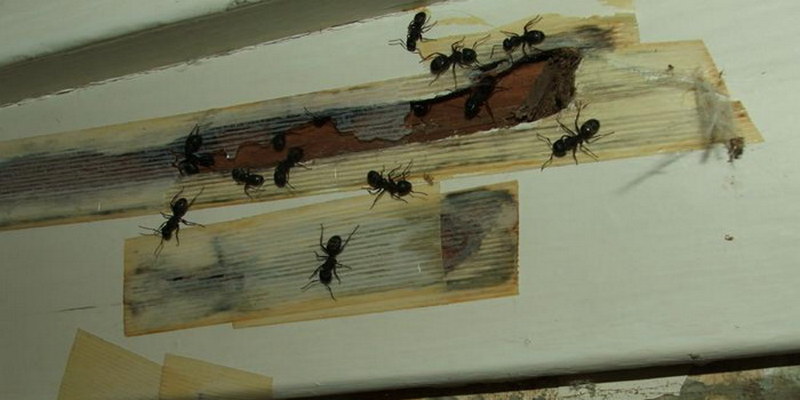 Действенные методы истребления муравьев