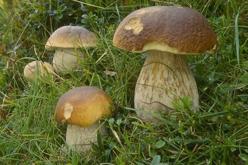Как правильно вырастить белые грибы