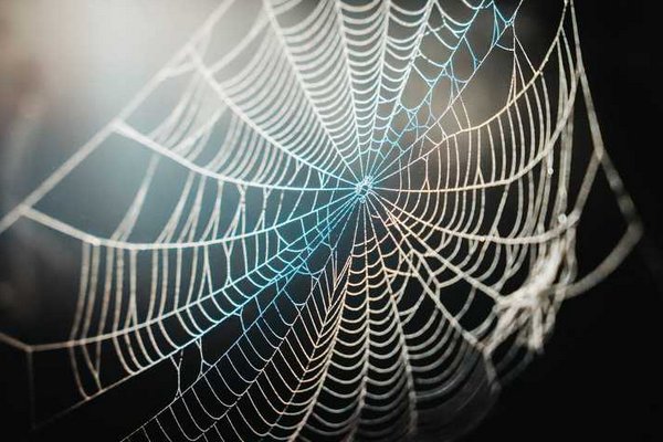Арахнофобия: что делать, если очень боитесь пауков
