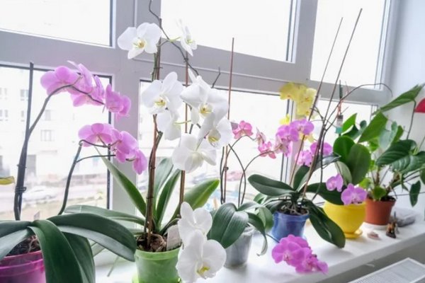 Цветоводы рассказали, чем подкормить орхидею, чтобы она цвела круглый год