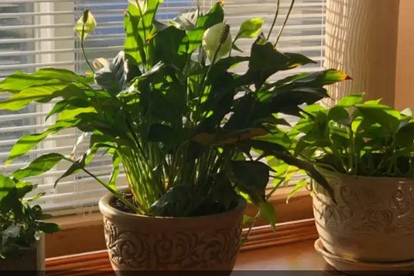 Как ухаживать за комнатными растениями зимой, чтобы они не погибли