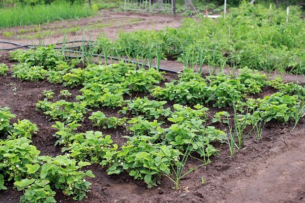 Как правильно подкармливать растения на огороде, чтобы не испортить урожай: 10 правил