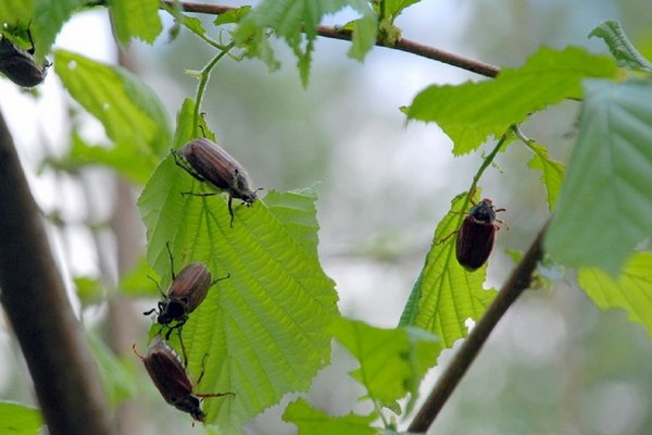 Три натуральных средства, которые помогут избавиться от личинок майского жука на огороде