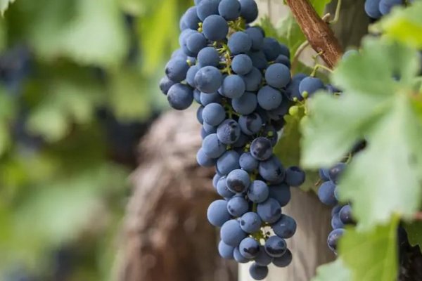 Будущий урожай увеличится в разы: чем подкормить виноград осенью