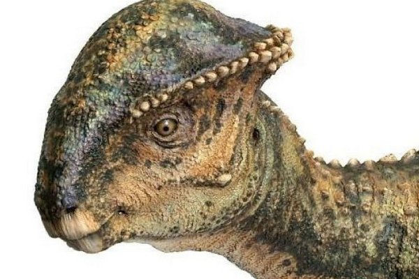 Ученые обнаружили новый вид динозавров с уникальным строением черепа