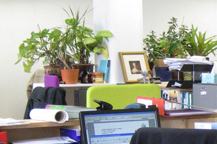 Какие растения нужны в офисе