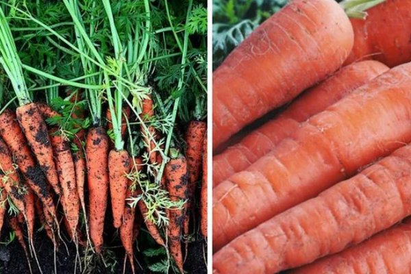 Как правильно сажать морковь: огородники раскрыли главные секреты богатого урожая