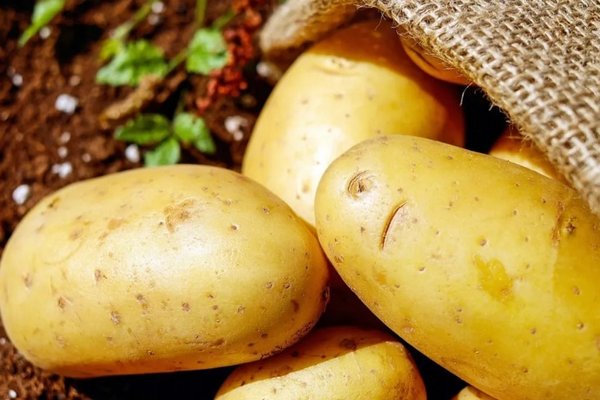 После каких растений нельзя сажать картофель: секреты опытных огородников