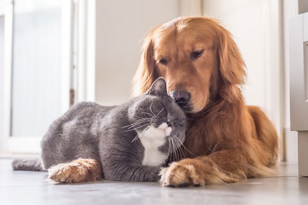 Кота и собаку можно приучить оставаться дома: лайфхаки от специалистов