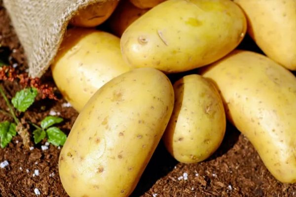 Не сажайте картофель на этих грядках: есть шанс остаться без урожая