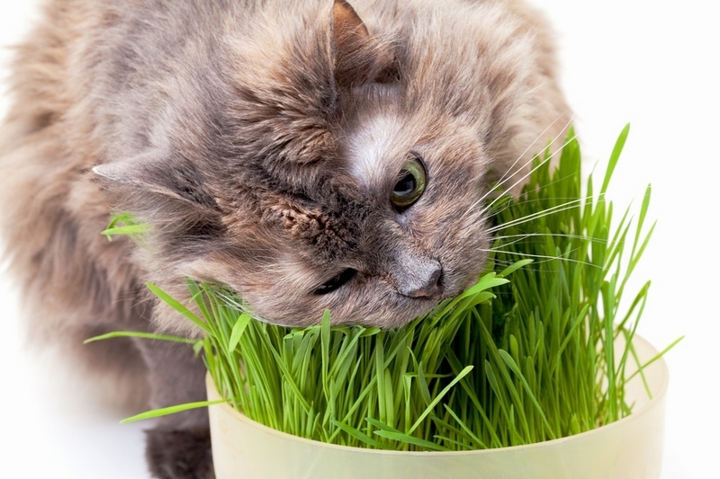Витамины и минералы для домашних кошек – позаботьтесь о здоровье своего четвероногого друга!