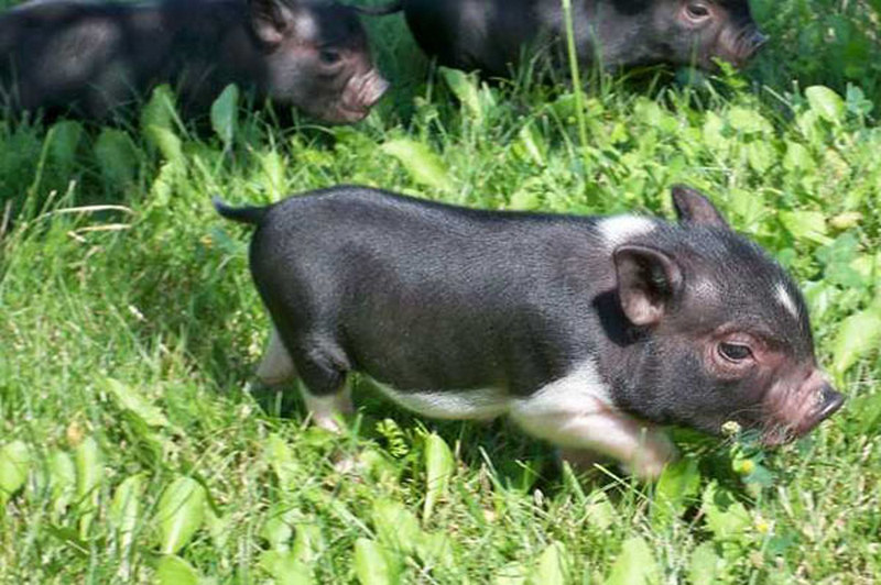 Выращивание вьетнамских свиней