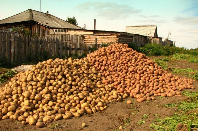 Хороший урожай картофеля – на маленьком участке