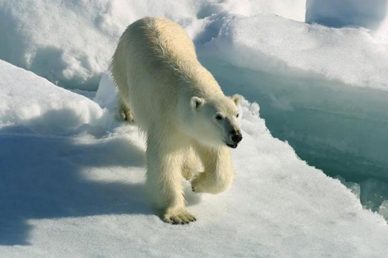 Глобальное потепление грозит вымиранием полярных медведей