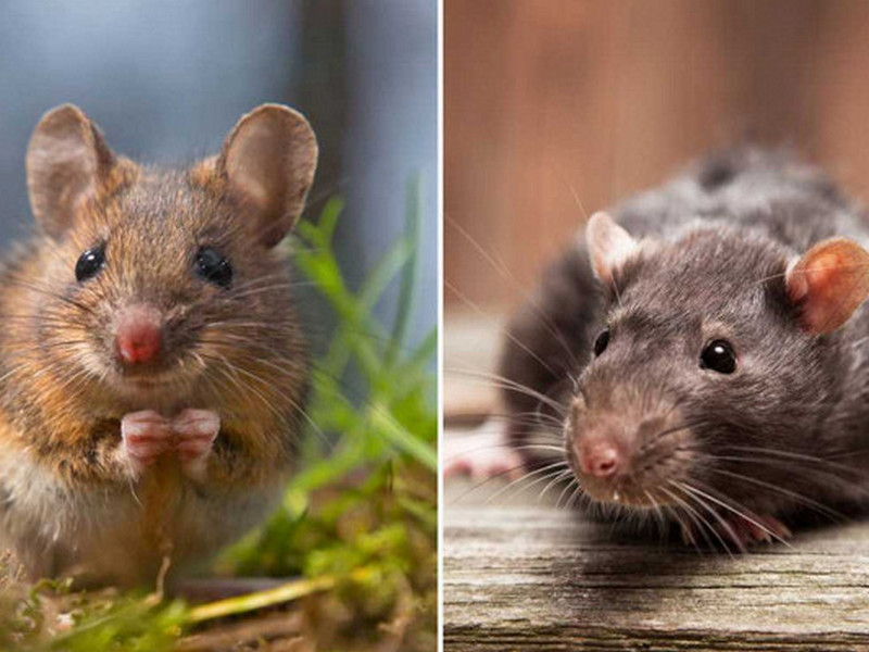 Мыши замирают, чувствуя слезы крыс
