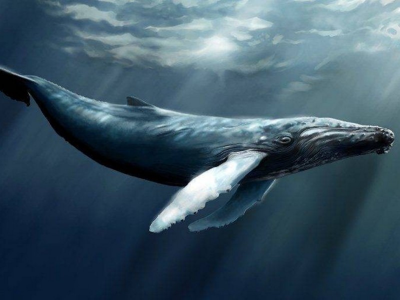 Зоологи узнали, почему киты стали крупнейшими животными