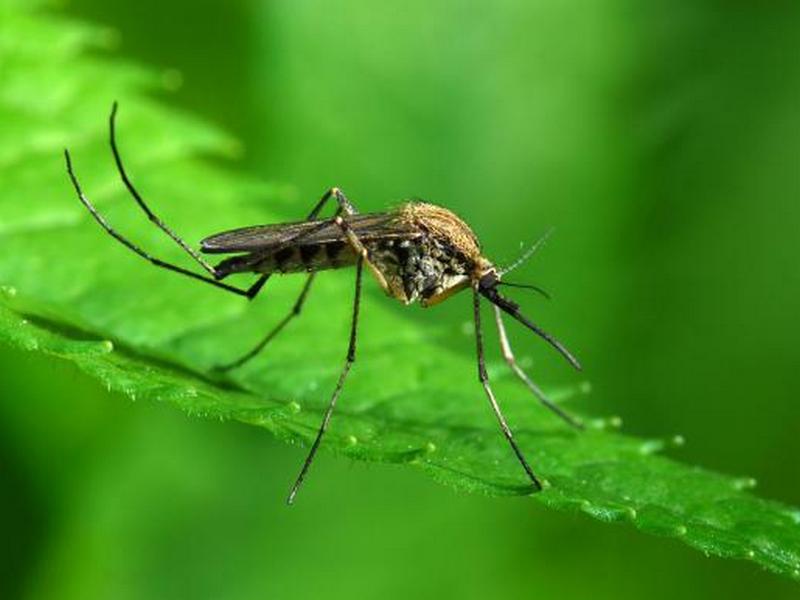 Ученые нашли препарат, который делает кровь ядовитой для комаров