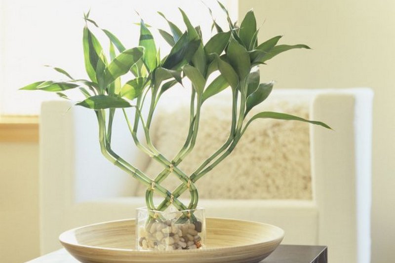 4 комнатных растения, которые очищают душный воздух летом