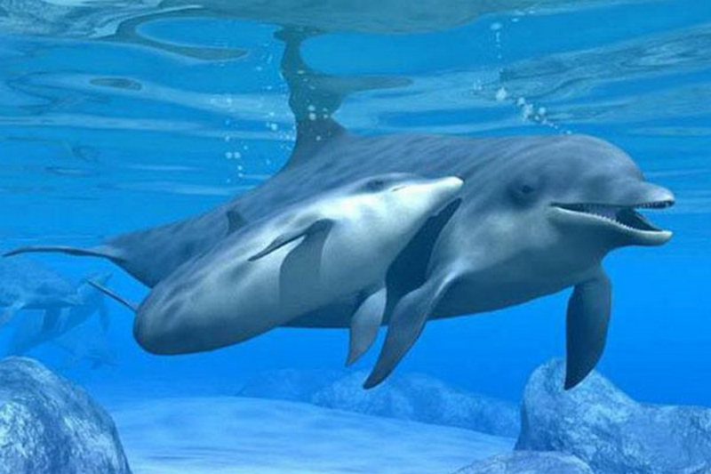 Дельфины узнают друг друга по 