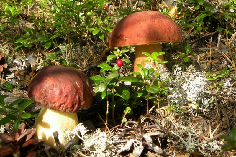 Как отличить съедобные грибы от опасных и другие правила тихой охоты