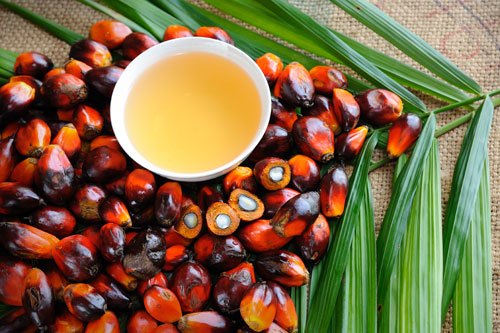 Пальмовое масло - новая опасность