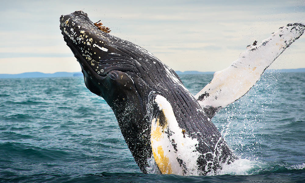 Зачем киты выпрыгивают из воды? Ученые нашли ответ