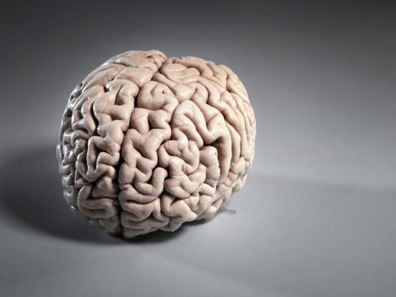 Труженик: левое полушарие головного мозга
