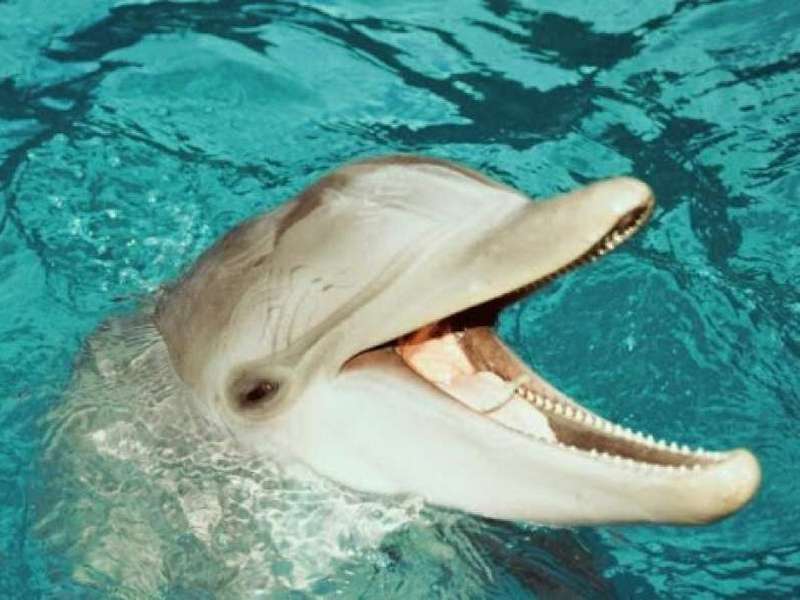 Стало известно, почему дельфины выбрасываются на берег