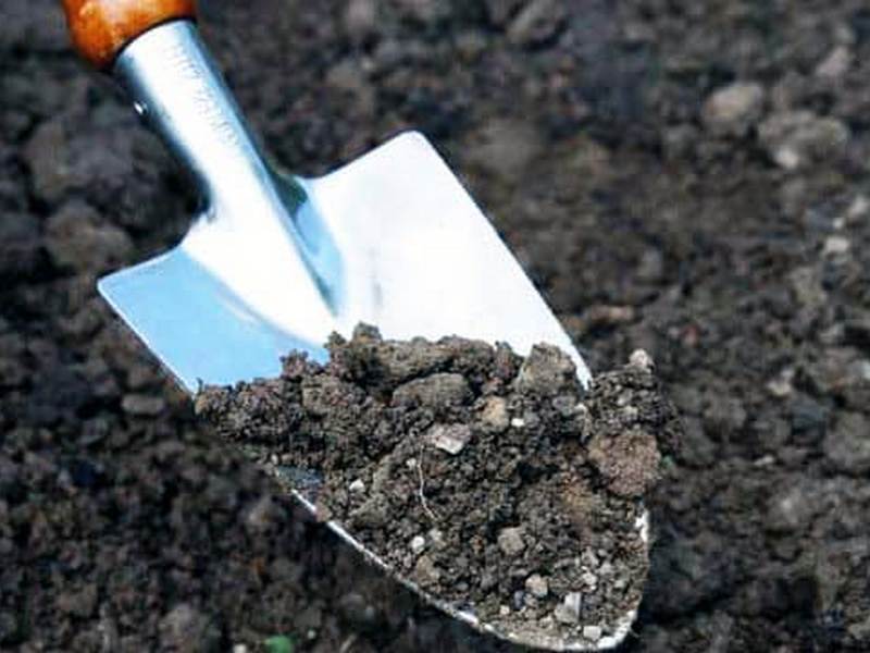 Подготовка почвы к высадке
