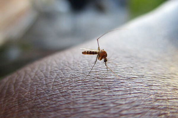 Американцы научились превращать самок комаров в самцов