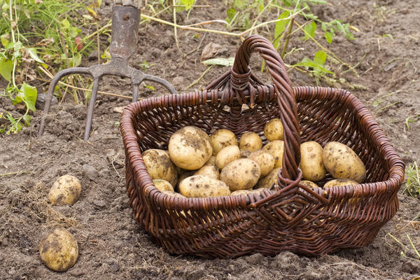 Почему своя, дачно-огородная, картошка вкуснее покупной?