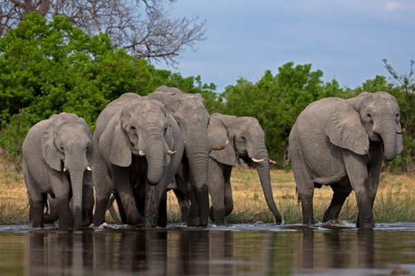 Стало известно, из-за чего в Ботсване массово гибнут слоны