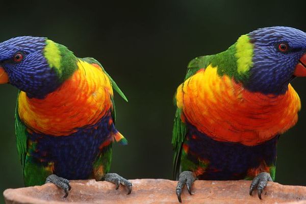 Существует две теории: почему птицы меняют свою окраску