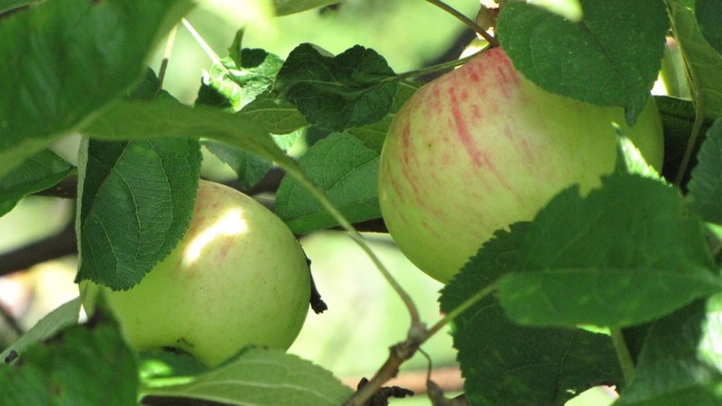 Правильный уход за яблонями,чтобы собрать хороший урожай