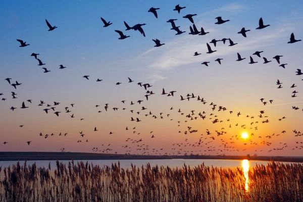 Ученые разгадали главный секрет полетов птиц