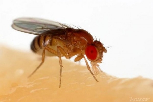 Ученые выяснили, что мухи теряют память в темноте