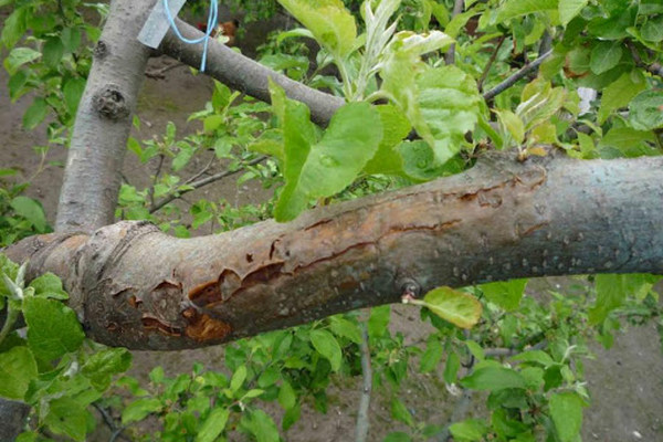 Как уберечь дерево от морозобоин