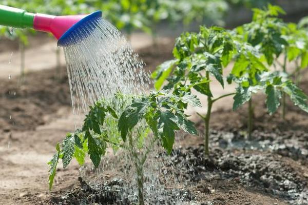 О поливах огородных культур