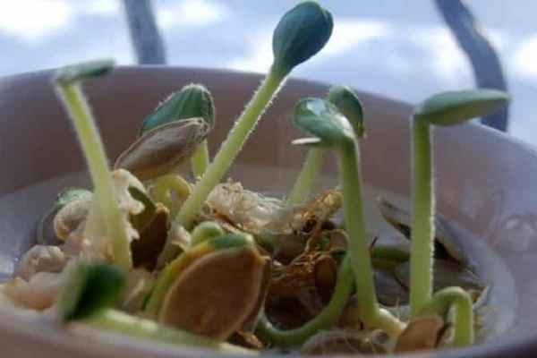 Как выращивать проростки тыквы в домашних условиях