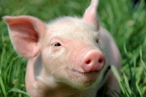 Удивительные способности свиней