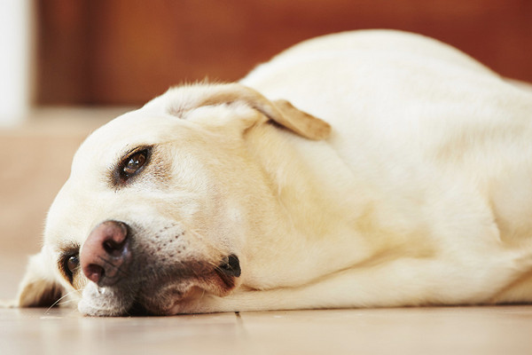 Что делать если собака упала в обморок?