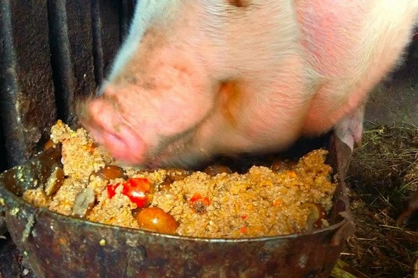 Советы по составлению рациона свиноматки