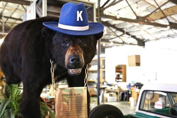 США снимут фильм о медведе, съевшем 40 кг кокаина. И это реальная история